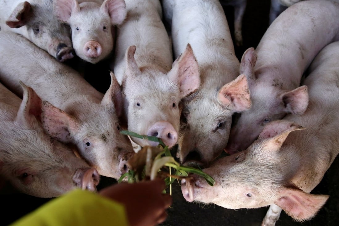 China’s small pig farmers have been the hardest hit by the African swine fever epidemic. Photo: Reuters