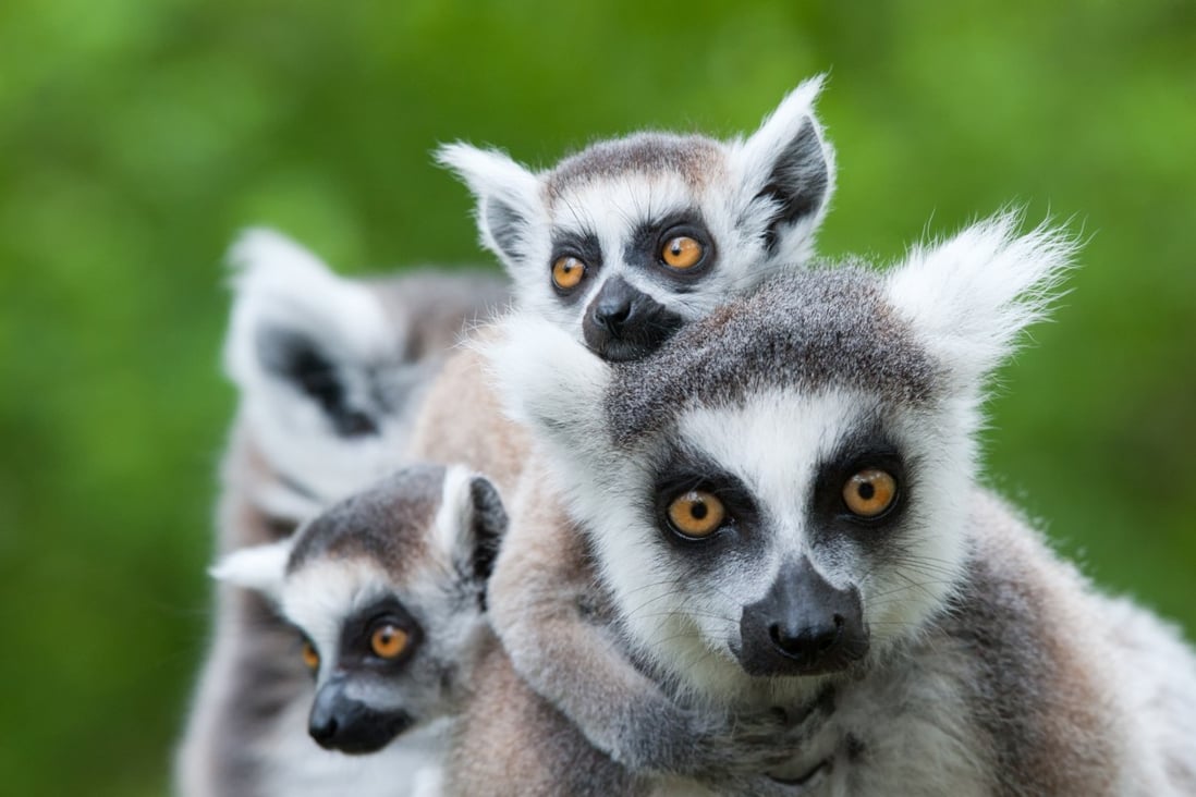Up close with lemurs in Madagascar, organised by Scott Dunn