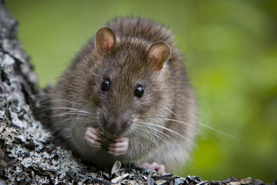 It was previously not known that the disease could spread from rats to humans. Photo: Alamy