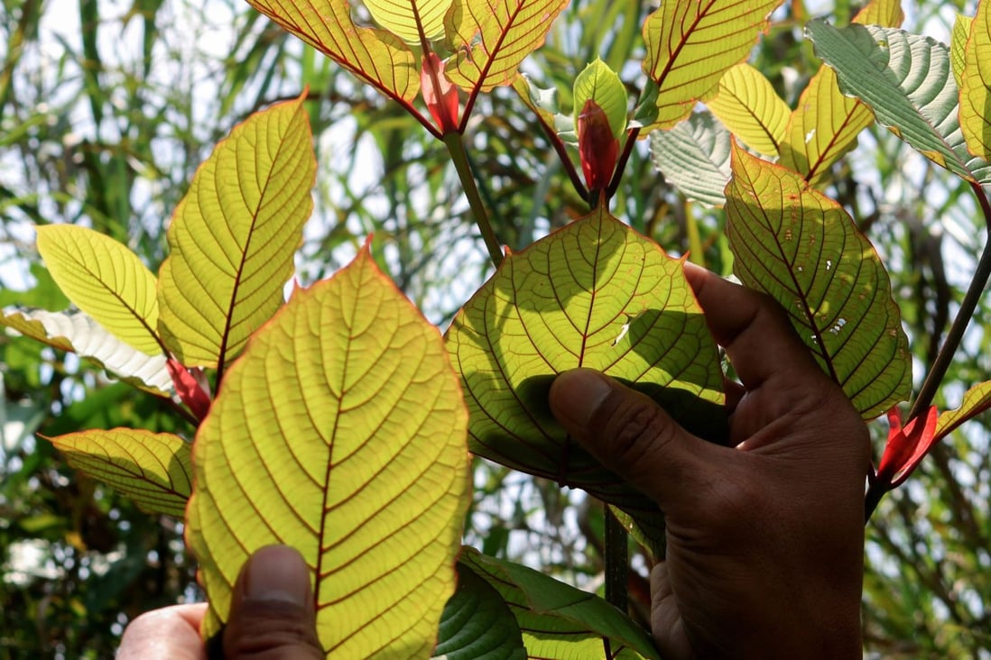 Indonesia cashes in on Kratom amid debate over the plant's health benefits | South China Morning Post