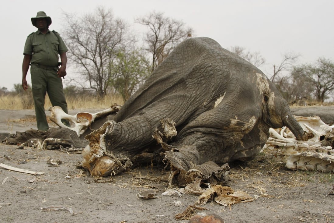 A game ranger stands next to a rotting elephant carcass poisoned by poachers in Hwange National Park in Zimbabwe in 2013. Hong Kong customs officers recently confiscated ivory tusks worth HK$20 million from a shipping container that arrived from Africa. Photo: AP