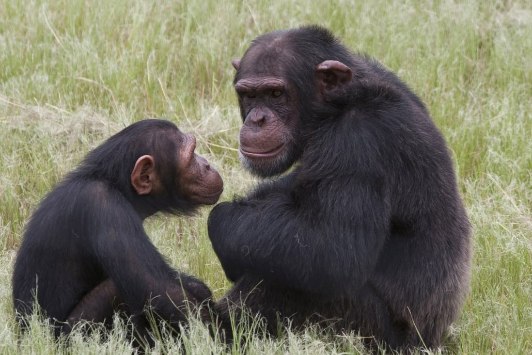 File photo of chimpanzees. Photo: AP