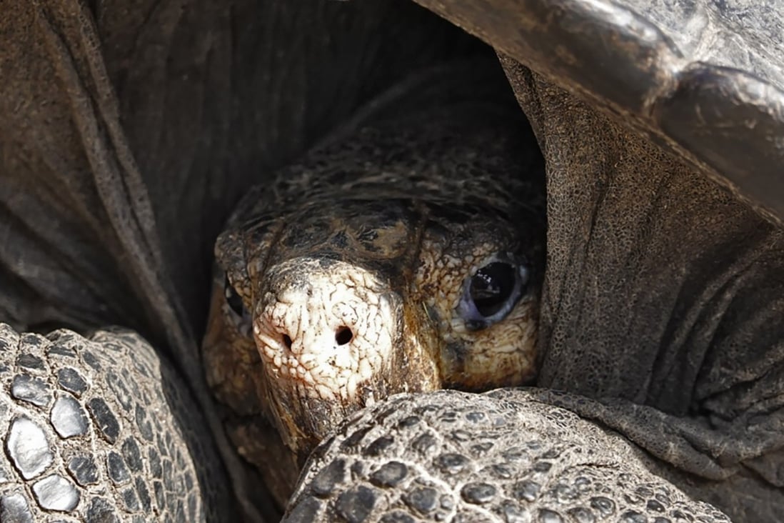 She Lives Fernandina Giant Tortoise A Species Thought Extinct For A Century Is Found Alive On Galapagos Islands South China Morning Post