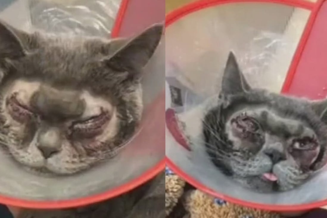 Images of a cat with red, puffy eyes sparked claims its owner had forced it to undergo cosmetic surgery. Photo: Handout