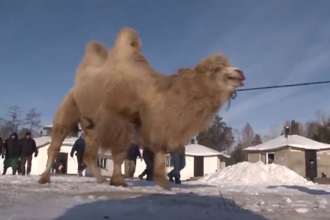 Camel Burning Ritual Condemned As Sadism But Siberian Shaman Says Animal Sacrifices Will Strengthen Russia South China Morning Post