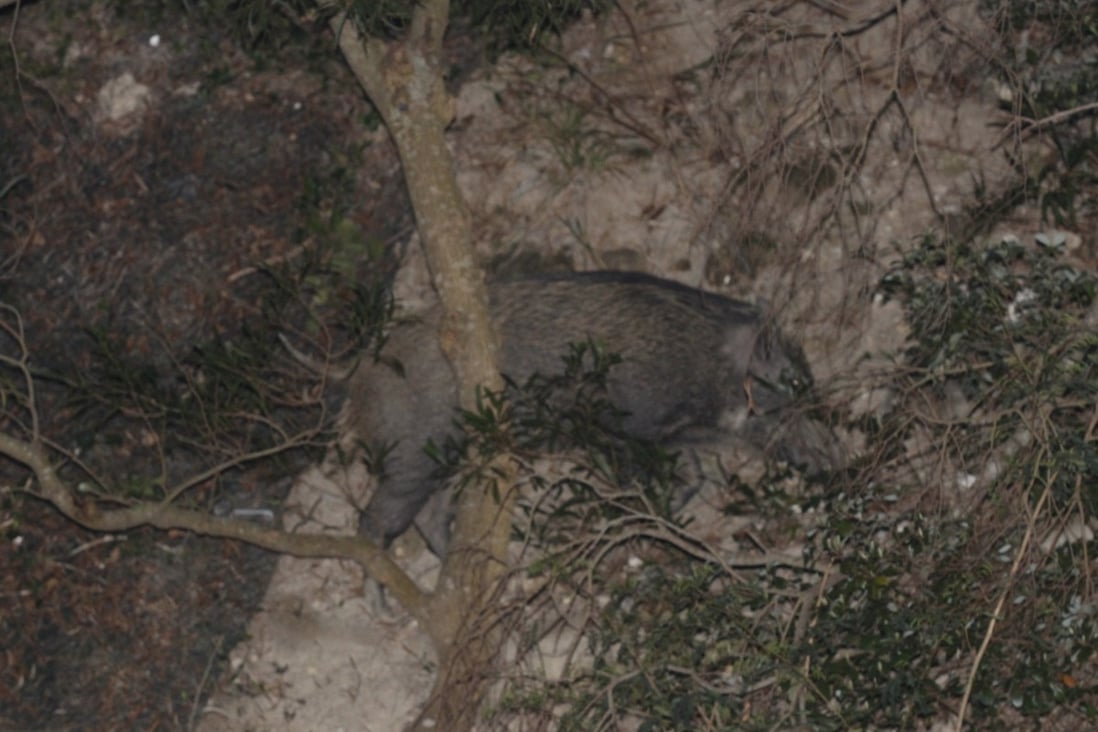 One of the boars spotted near the scene. Photo: Handout