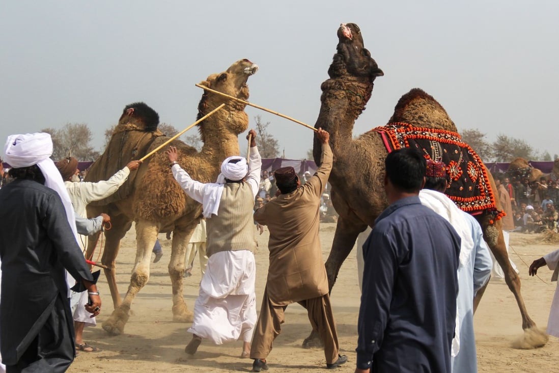 Culture or cruelty? Camel fighting persists in Pakistan despite ban