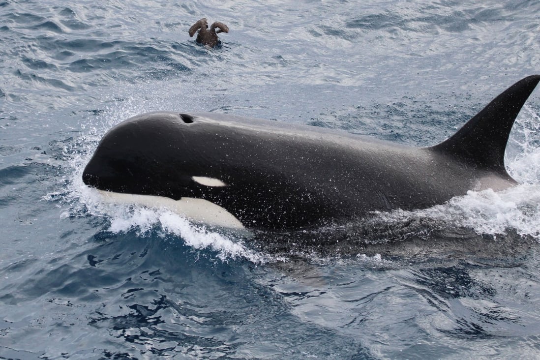 This photo provided by Paul Tixier shows a Type D killer whale. Scientists are waiting for test results from a tissue sample, which could give them the DNA evidence to prove the new type is a distinct species. Photo: Paul Tixier via AP