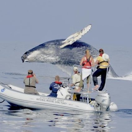 Whale watching has been good for whale populations, tour companies say.Photo: NYT
