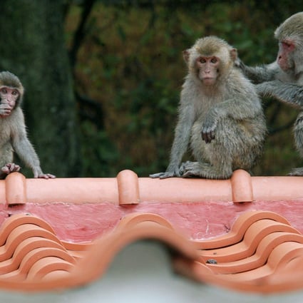 Wild macaques in the Shing Mun Country Park. Photo: David Wong