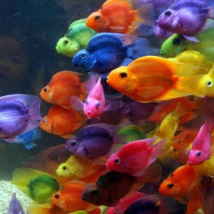 Fish can be pleasing pets, but they need constant care. Photo: AFP