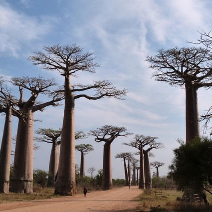 African baobabs are virtually indestructible life savers in the arid regions they inhabit.