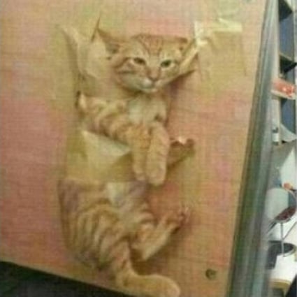 City University Student Who Taped His Cat To A Wall Turns Himself In South China Morning Post