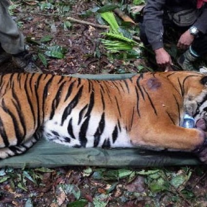 A Malaysian tiger being treated for injuries. Photo: AFP