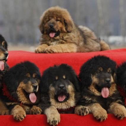 Tibetan mastiff pups outside a convention centre at Changping in Beijing. Photo: AP