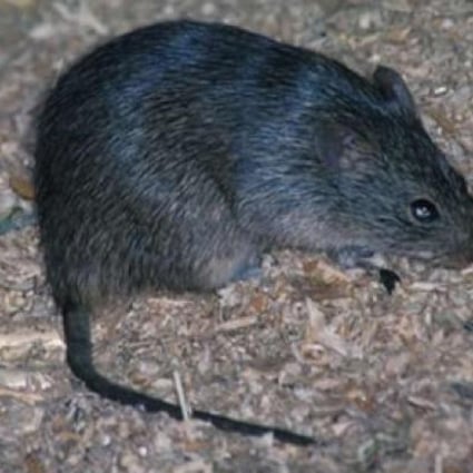 Duke University researchers implanted a device in the rats' brains that allowed them to sense infrared light. File photo