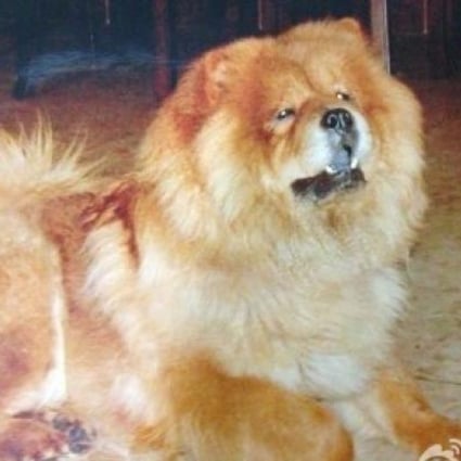 Xiao Xiao, the dog that went missing. Photo: SCMP pictures