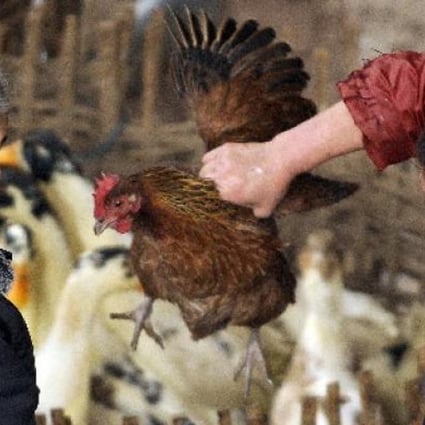 A customer checks a chicken at a small market in China's southwest Guizhou province. Photo: AFP