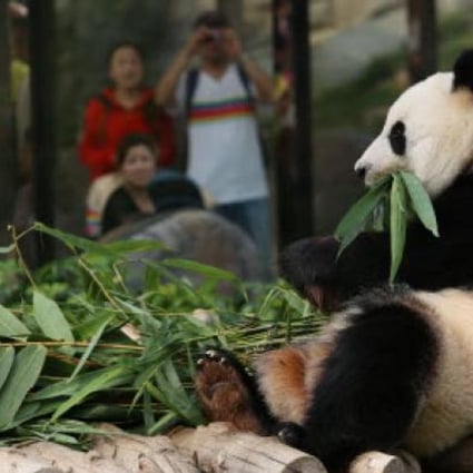 Female panda Ying Ying eats bamboo at Ocean Park in Hong Kong. Photo: Sam Tsang/SCMP