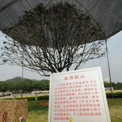 The laurel tree which has received special care in Shenzhen and sparked discussion online. Photo: Weibo/SCMP pictures