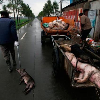 Employed villagers gather dead pigs in a town in Jiaxing municipality, east China's Zhejiang province. Photo: AFP