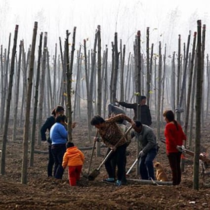 Residents plant trees, in an attempt to rejuvenate the soil, in front of the huge state-owned lead smelter in the town of Tianying, Anhui province. Photo: Reuters