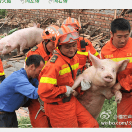 A pig being rescued by PLA troops in the earthquake-struck zone, Sichuan, April 25, 2013. Photo: Screenshot from Sina Weibo