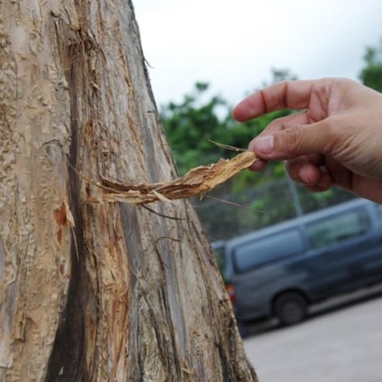 A tree thought to have brown root rot. Photo: Nora Tam