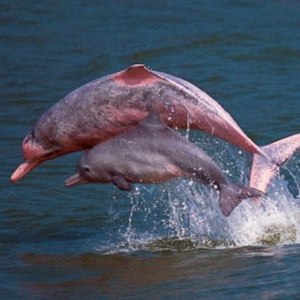 Pink dolphins in Hong Kong waters. Photo: AFP