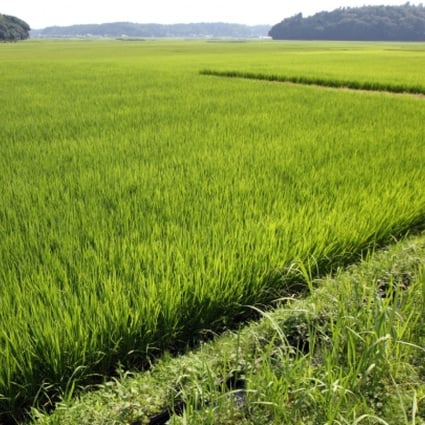 Very little can be described as reorganised and efficient in Japanese agriculture. Photo: Bloomberg