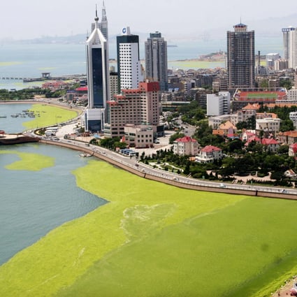 A mass of green algae forms along the Qingdao coastline before the 2008 Olympics. 