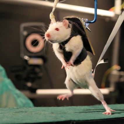 Medical research into brain disorders using animals is often biased: study  | South China Morning Post