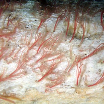 Bone-munching worms found on Southern Ocean floor | South China Morning Post Bone-munching worms found on Southern Ocean floor | South China Morning Post