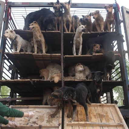 Chinese animal lovers release captured dogs in Beijing in 2011. Photo: AFP