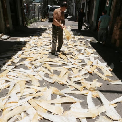 A worker dries out shark fins in Sheung Wan. Photo: Sam Tsang