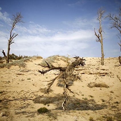 Dead trees are seen near the dried up Shiyang river on the outskirts of Minqin town, Gansu province, one of China's driest regions. Photo: Reuters