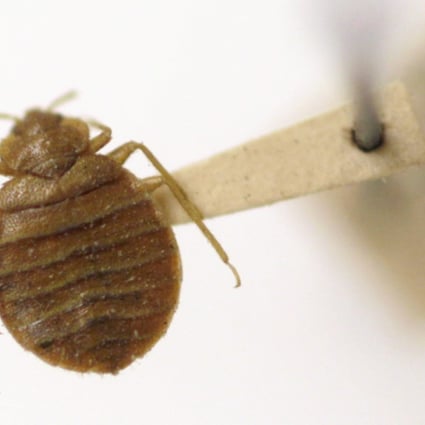 Bedbugs Bite On Board The Beijing Shanghai High Speed Railway South China Morning Post