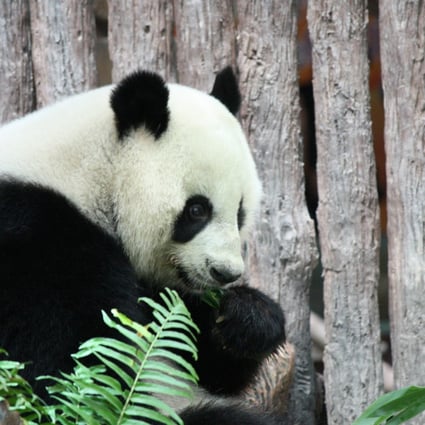 Giant panda "Lin Bing" enjoys its meal at the Chiang Mai Zoo in Chiang Mai, Thailand. Photo: Xinhua