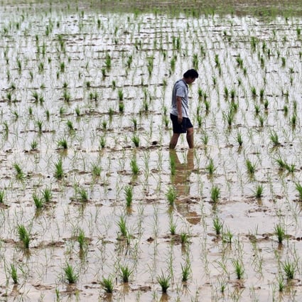 Genetically-modified rice growing in a farm in Wuhan, central China's Hubei province. Photo: AFP