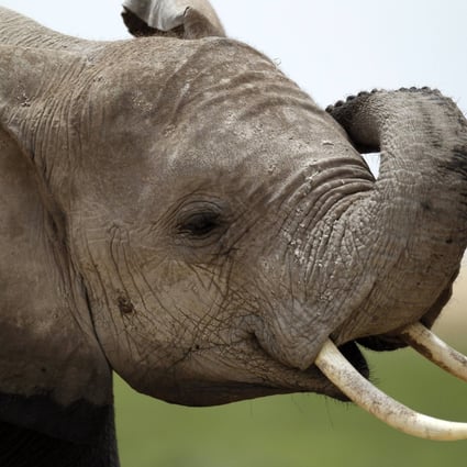 An elephant at the Amboseli National Park, southeast of Kenya's capital Nairobi. Photo: Reuters