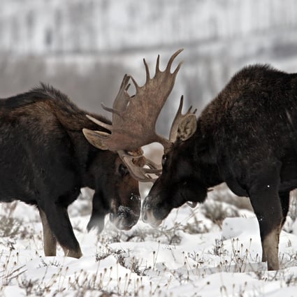 Moose disappearing, and scientists point finger at climate change