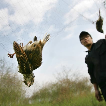 An environmental activist rescues two yellow-breasted buntings caught in a net in Cangnan county, Zhejiang. Photo: Imaginechina
