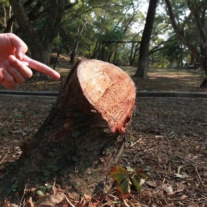 A gardener shows what's left of one of the trees that was chopped down at Victoria Recreation Club in Tai Mong Tsai. Photo: Dickson Lee