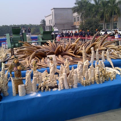 The 6.1 tonnes of ivory being destroyed today at Dongguan. Photo: SCMP