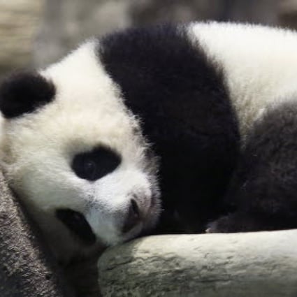 Yuan Zai lies on a log inside her enclosure. Photo: Reuters