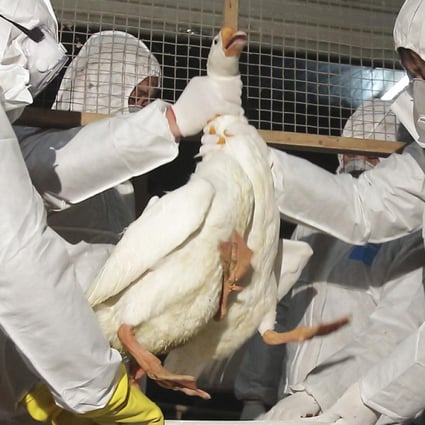 Officials cull poultry in Zhuji, Zhejiang. Photo: Reuters