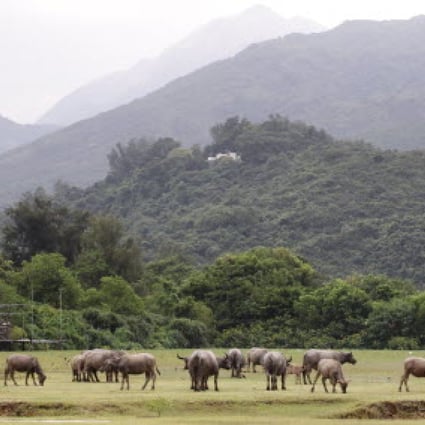 Lantau Island is better known for cows than office buildings. Photo: Edward Wong