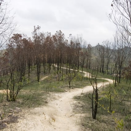 Burnt tree trunks are left after a hill fire struck Tai Lam Country Park, Yuen Long, in 2006. It is believed that grave sweepers during the Chung Yeung Festival failed to extinguish properly the joss sticks and hell notes they burned for the dead. Photo: Ricky Chung
