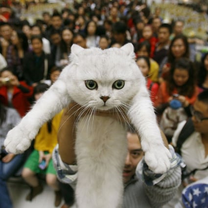 Growing Pet Ownership In China Drives Demand For Pet Insurance South China Morning Post