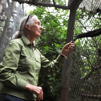 Jane Goodall says China is exploiting Africa’s resources just like European colonisers did with disastrous effects for the environment. Photo: AFP